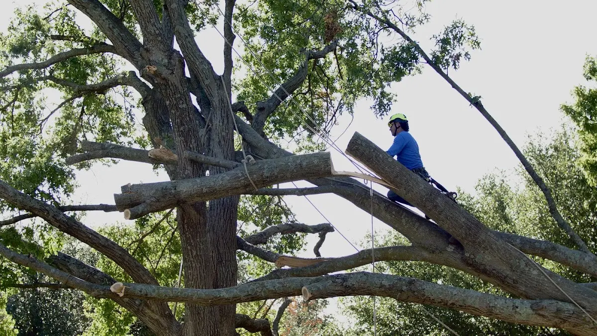 Professional Hazardous Tree Removal performed by certified arborists in Newton